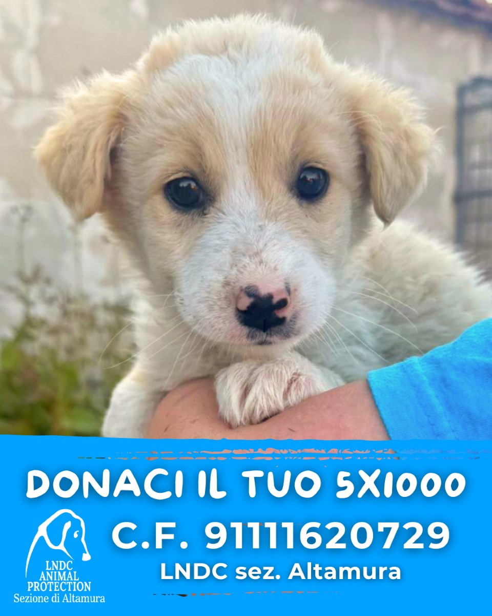 Donaci il tuo 5x1000