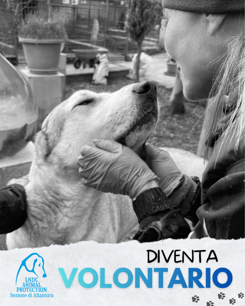 DIVENTA VOLONTARIO!