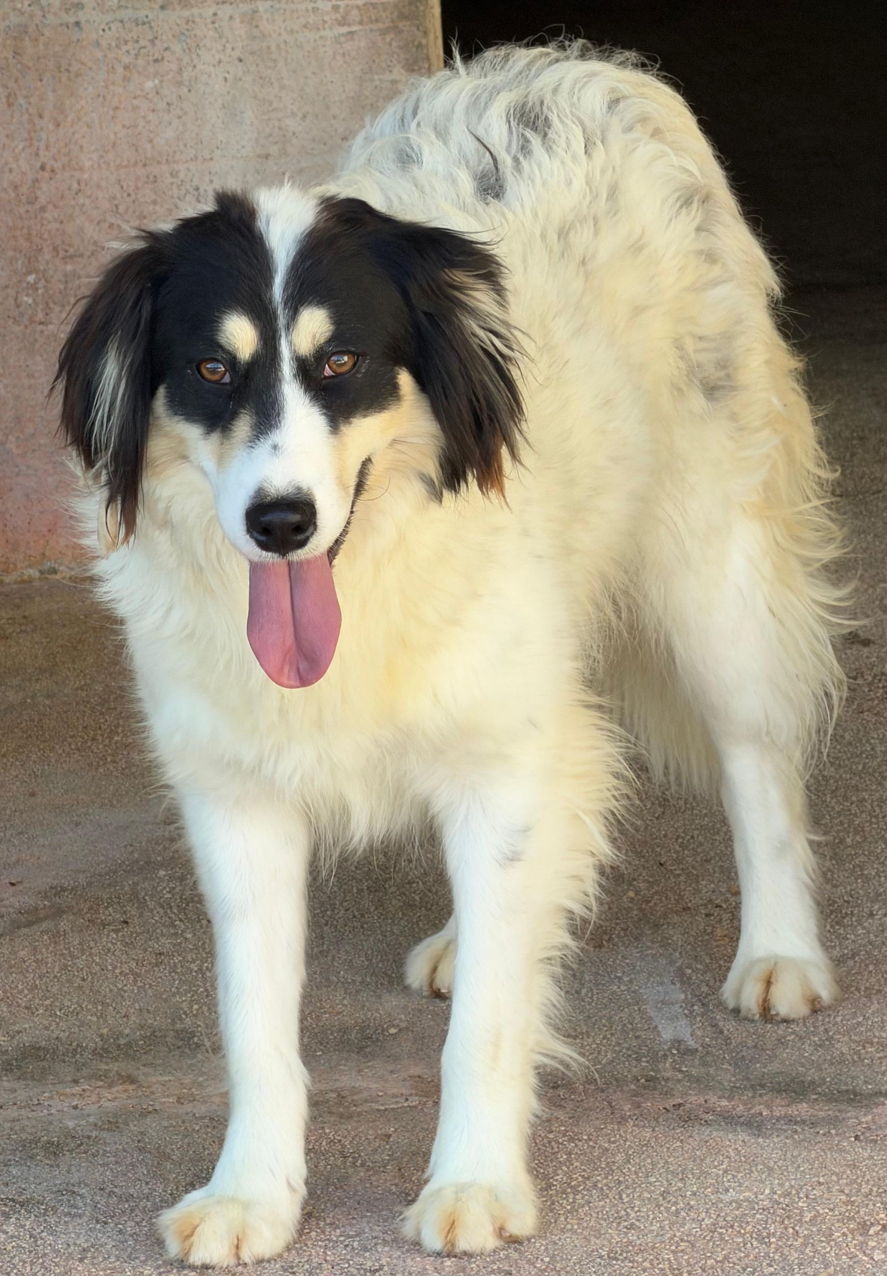 CARLOTTA