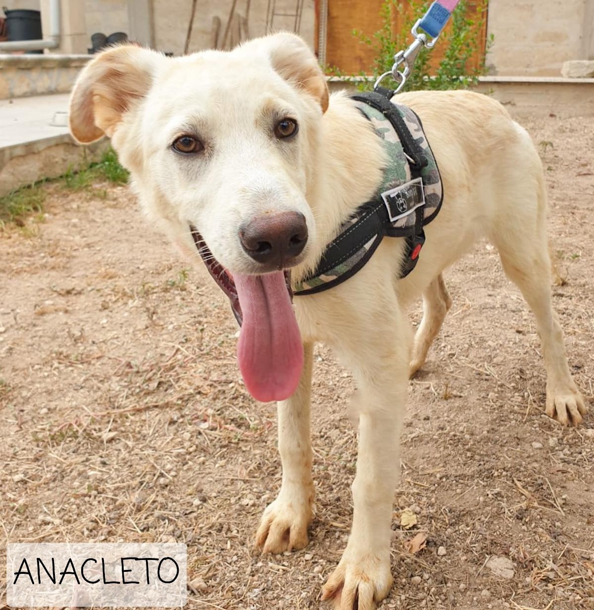 ANACLETO