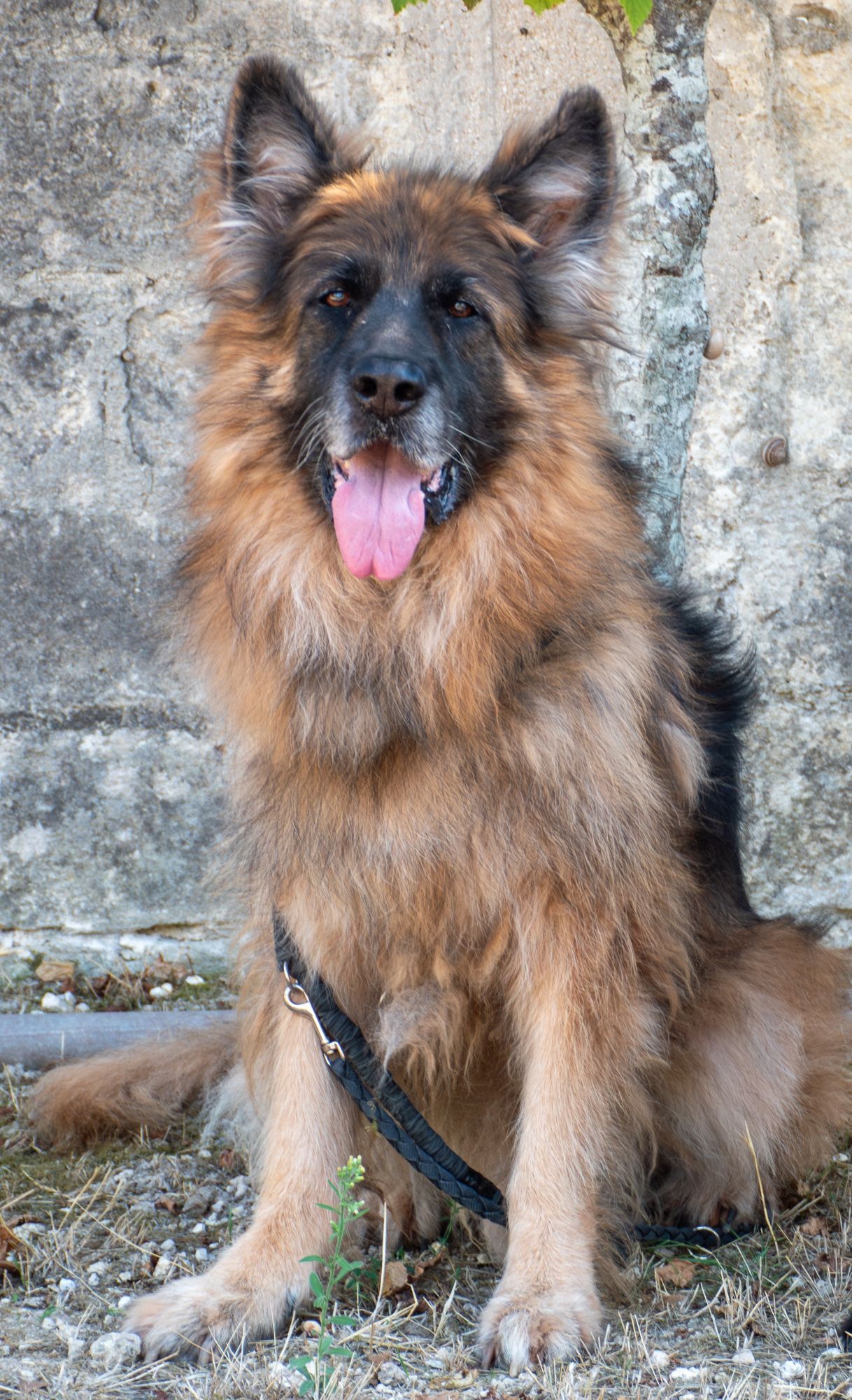 GIACOMO