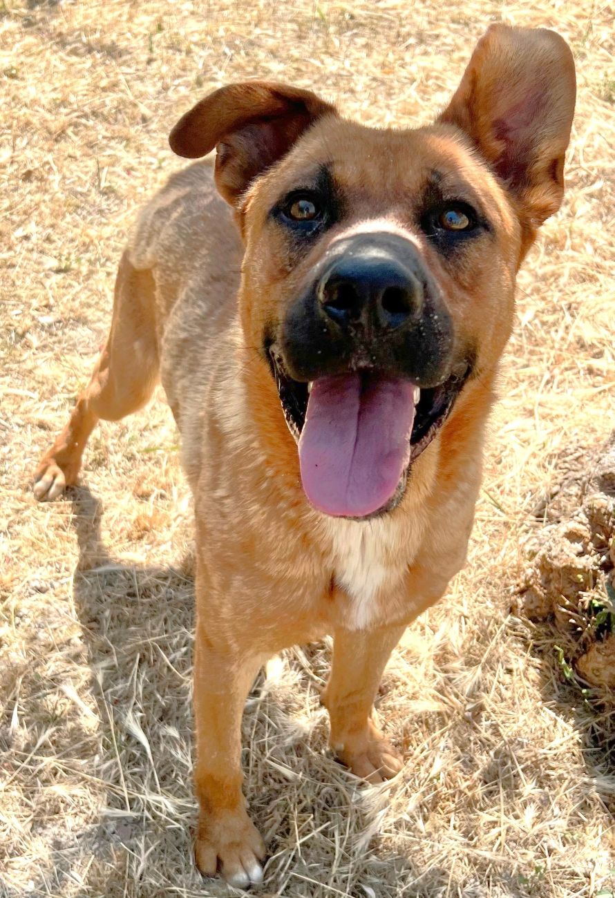 PINO
