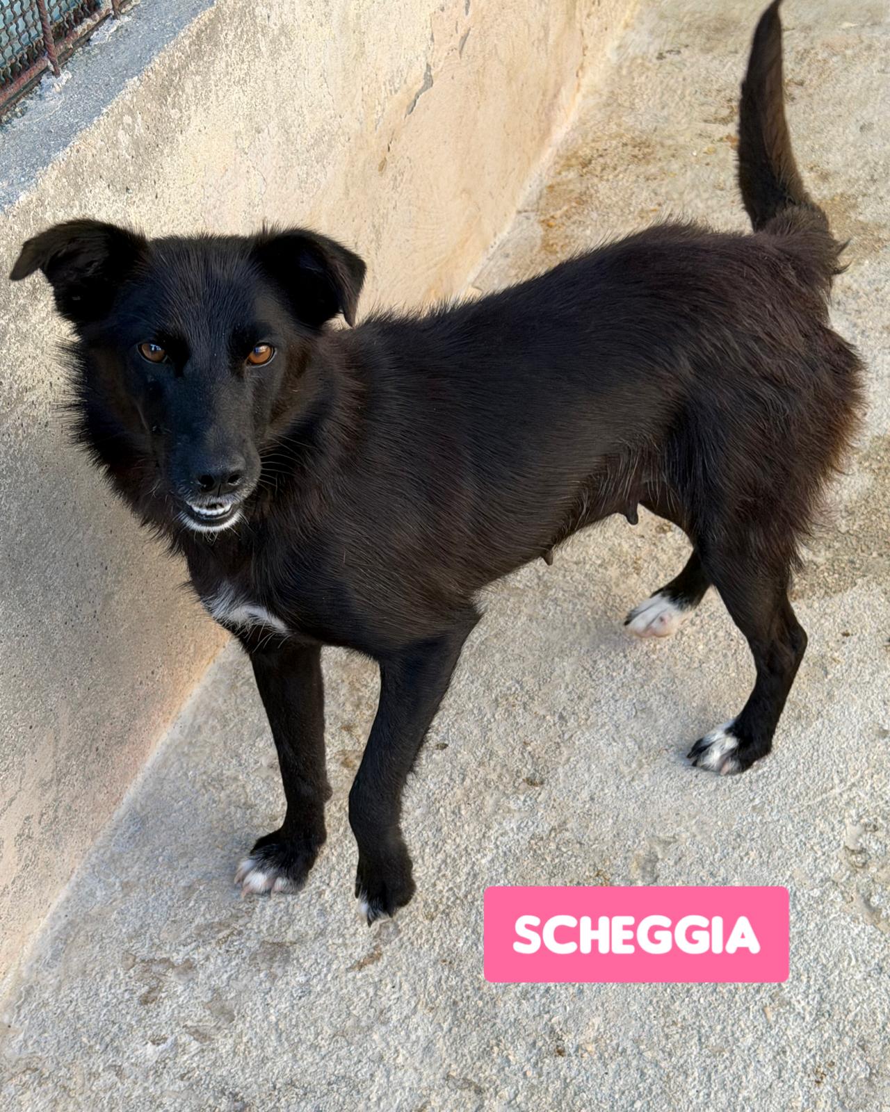 SCHEGGIA