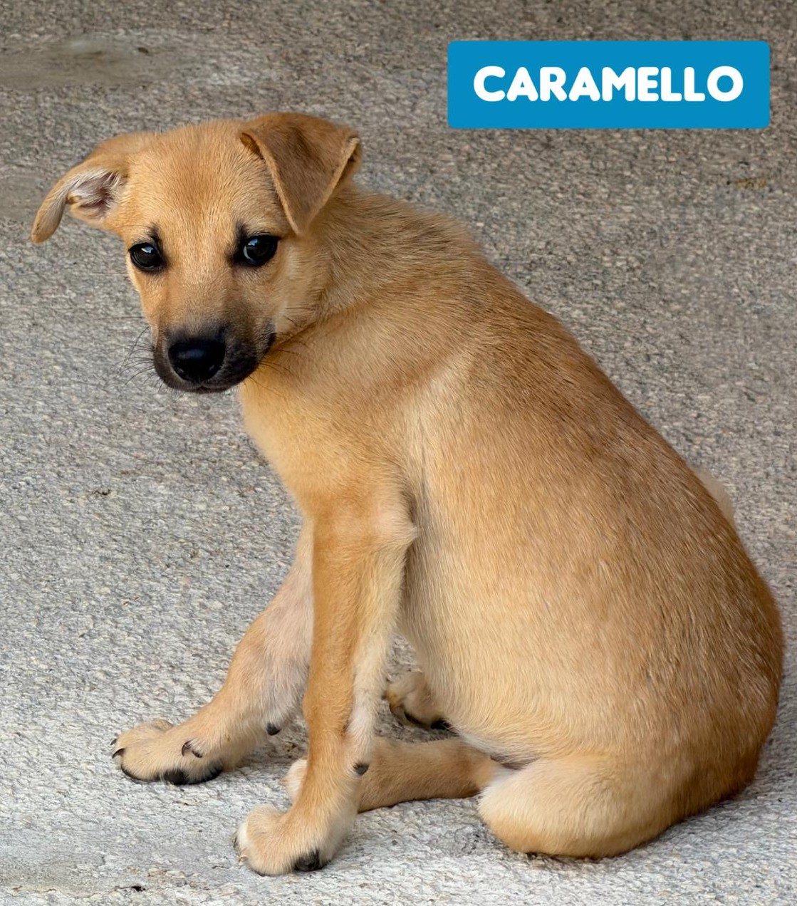 CARAMELLO